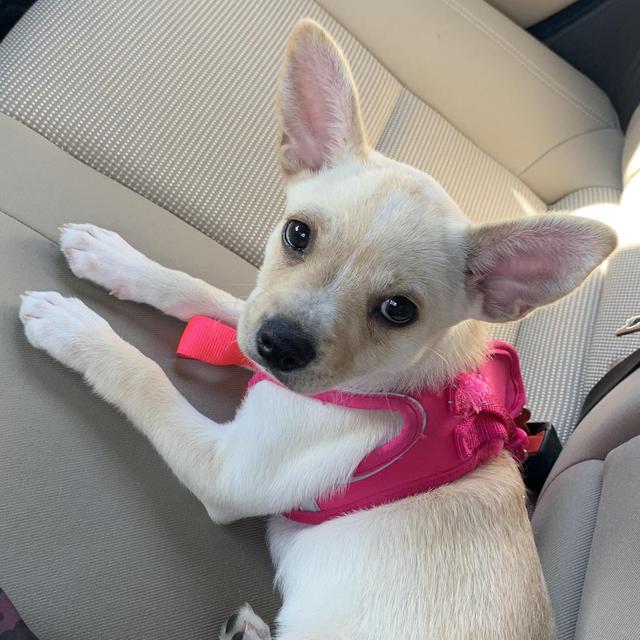 Nilla's Board and Train Week (Monique + Ian's Honeymoon)