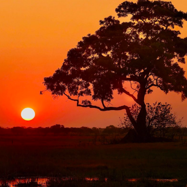 African Sundowners (Safari Happy Hours)