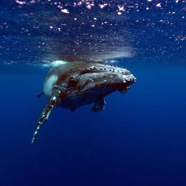 Dream #3: Scuba dive with whales in Fiji
