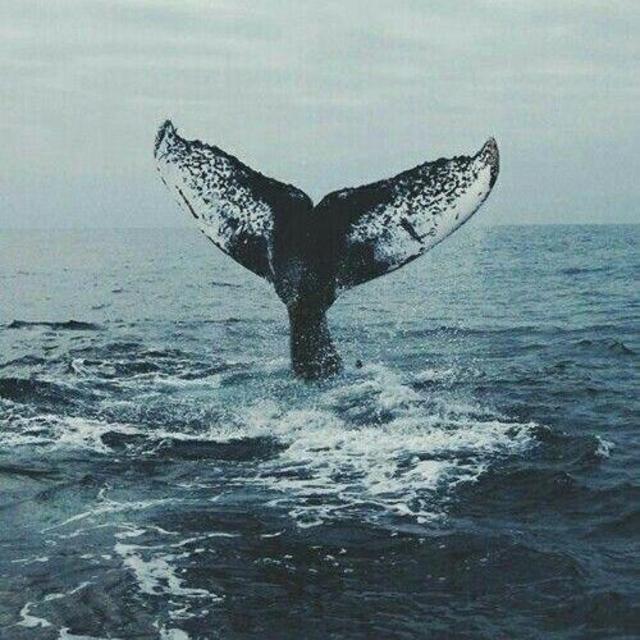 Whale watching - Maine