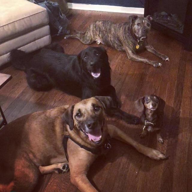 Year's Supply Of Pet Treats