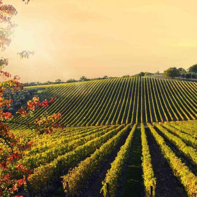 Wine Tasting in Tuscany