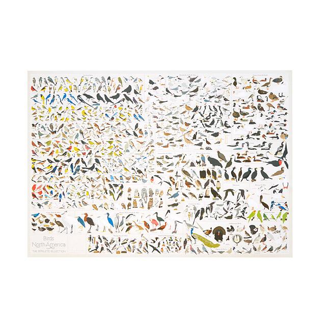 Birds of North America Graphic Poster