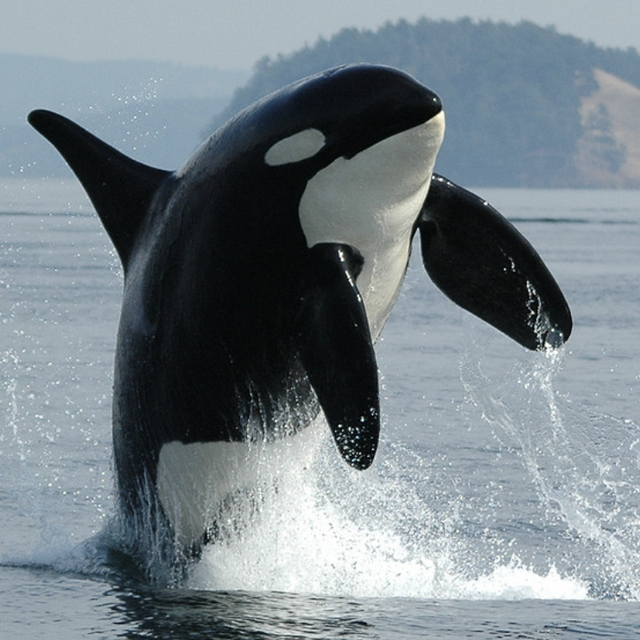 Monterey Whale Watching