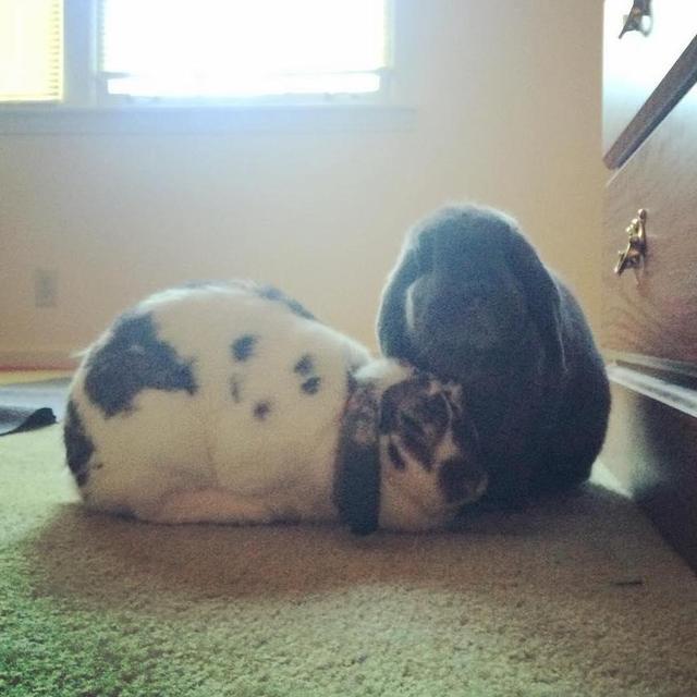 Fun for the Buns