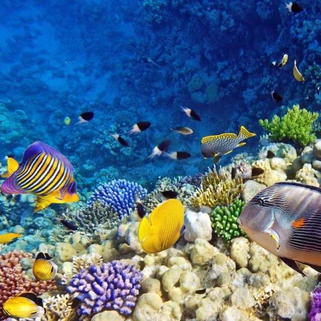 Snorkeling Adventure