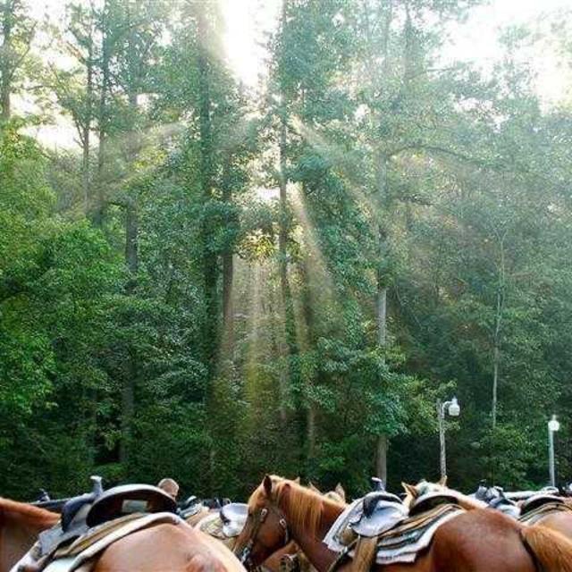 Horseback Riding Tour (for 2) on our Honeymoon