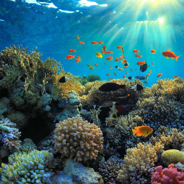 Scuba Diving in Nusa Penida