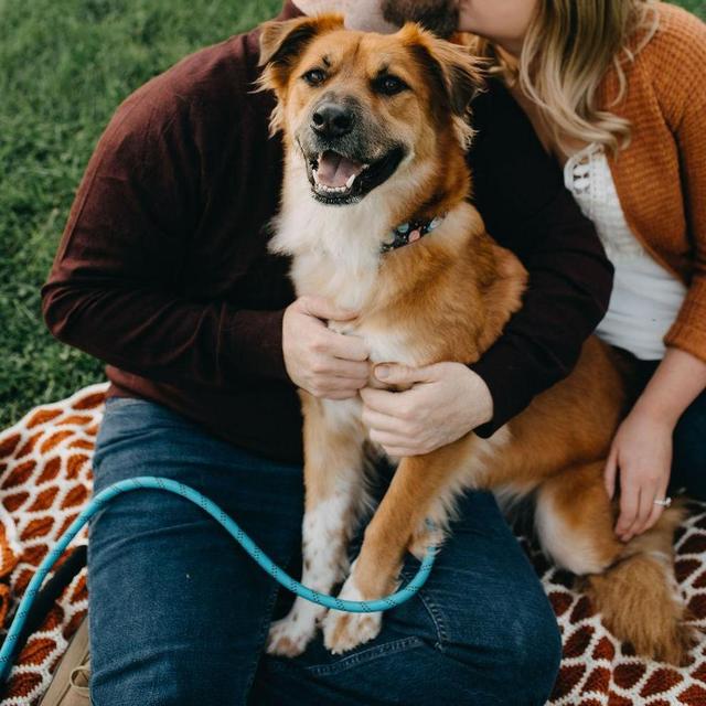 Dog Den - Moony Day Care Day