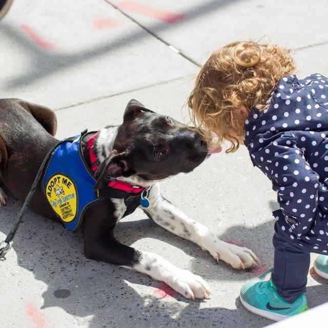 City Dogs Rescue