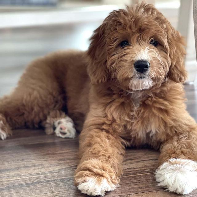 Puppy Fund