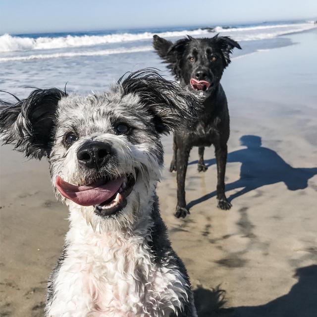 Pet Hotel For Our Honeymoon/Wedding