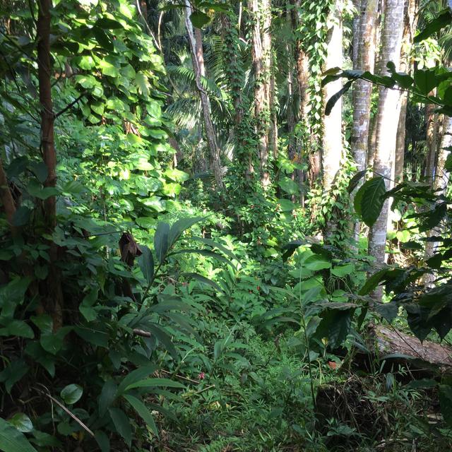 Forest Fund