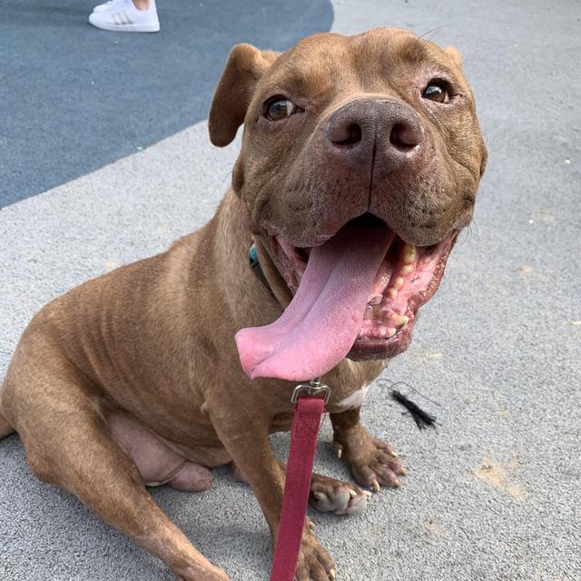 Independent Animal Rescue