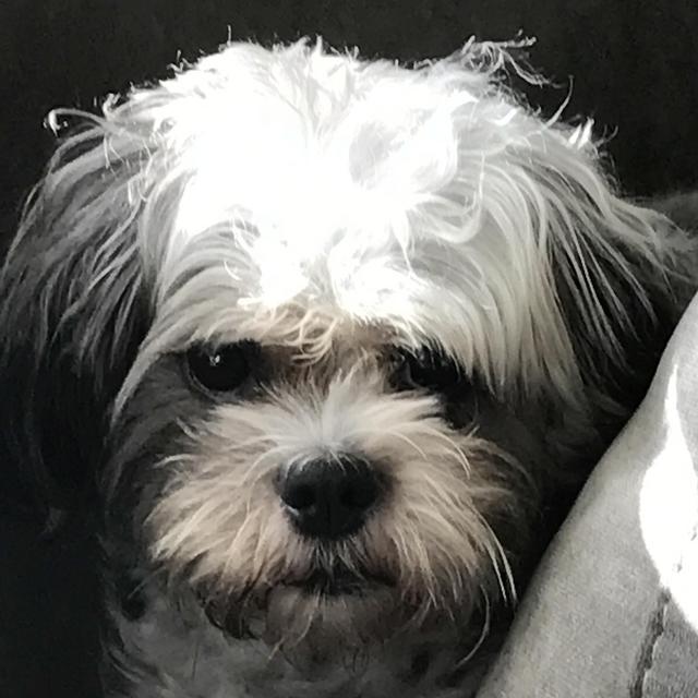 Treats for Tonks