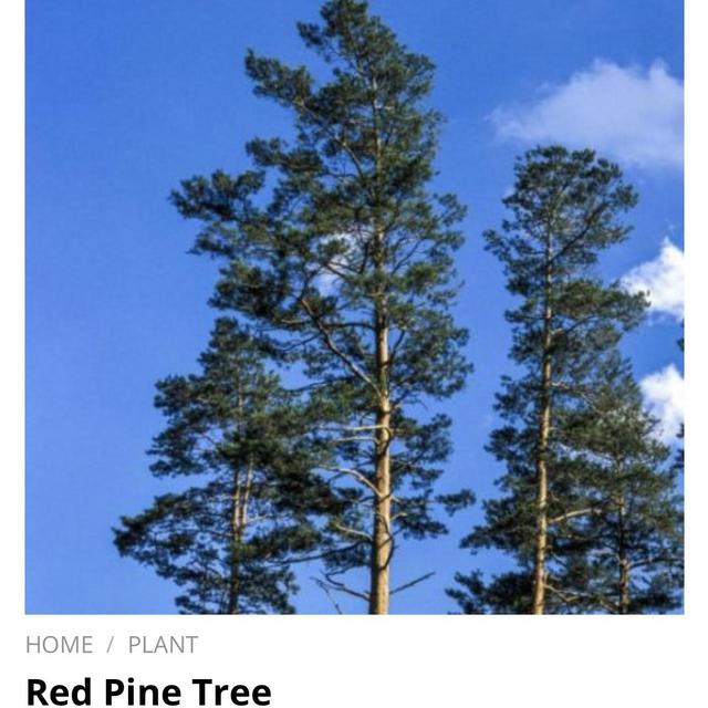 Pine Tree Saplings