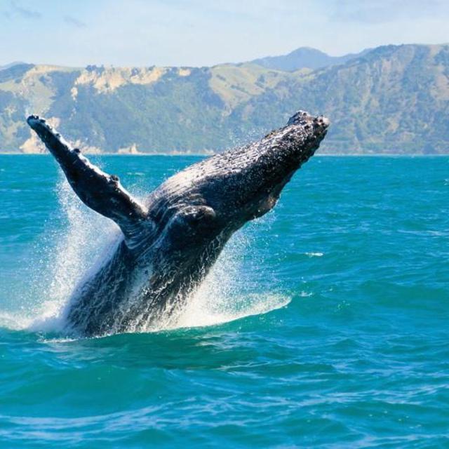 Whale Watching in Sydney - OzWhaleWatching