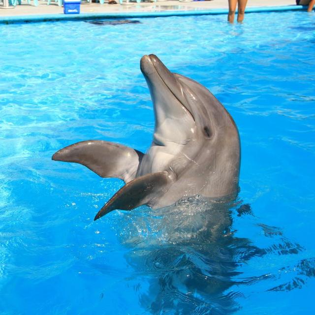 Swimming With Dolphins