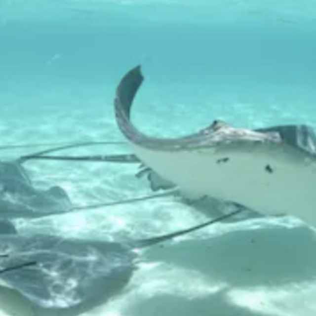 Shark & Ray, Coral Garden Snorkel Safari