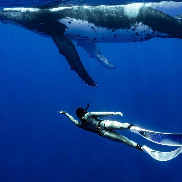 Swim with Whales