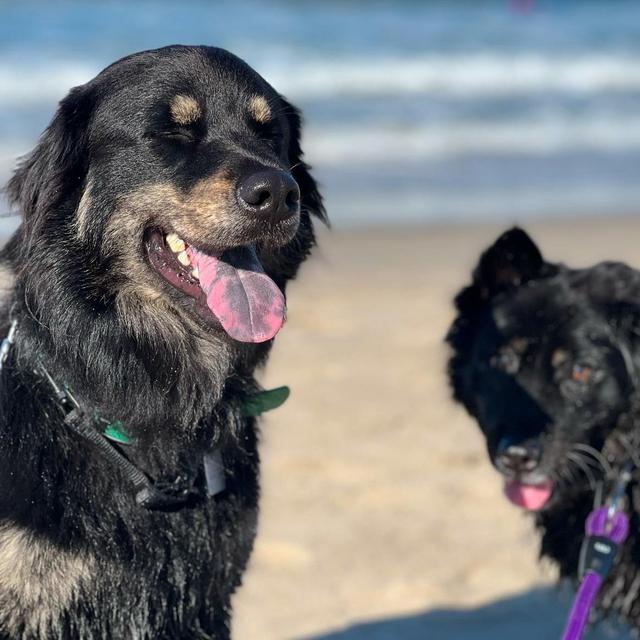 Petsitter For Honeymoon