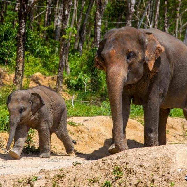 Elephant Sanctuary Small Group Tour in Phuket