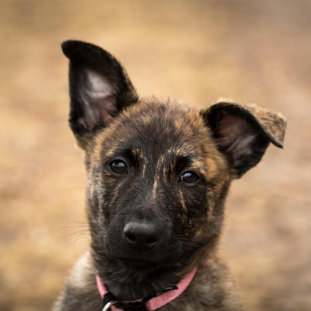 Puppy Fund