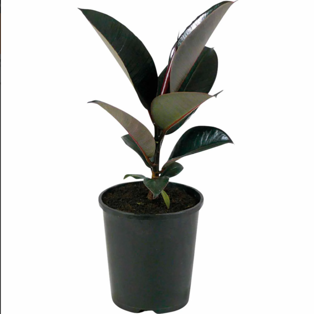 House plants with pot.