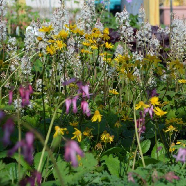 Herring Run Nursery Gift Card