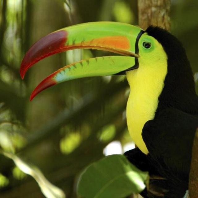 Honeymoon - Full Day Bird Watching