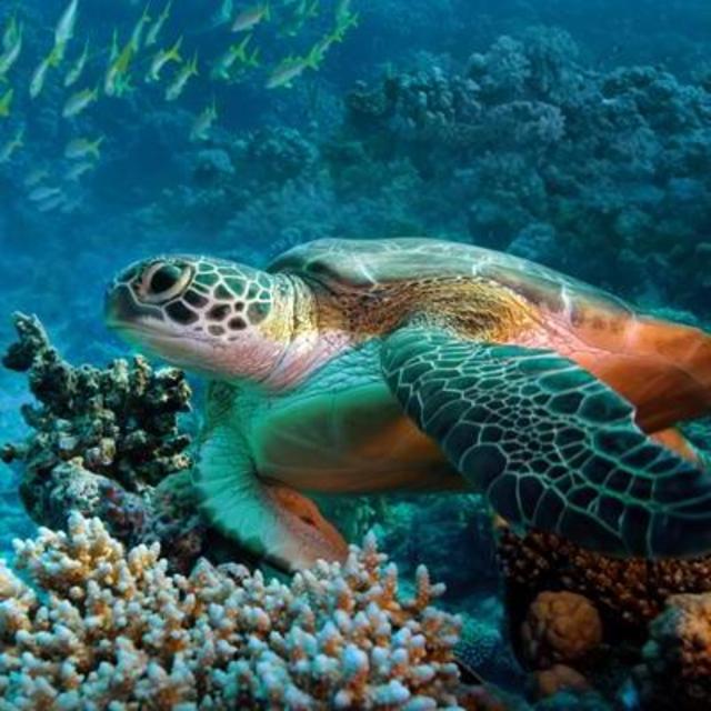 Snorkeling at Black Rock