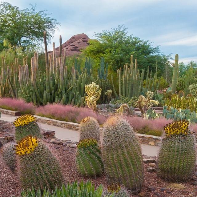 Tickets to the Desert Botanical Garden in Phoenix
