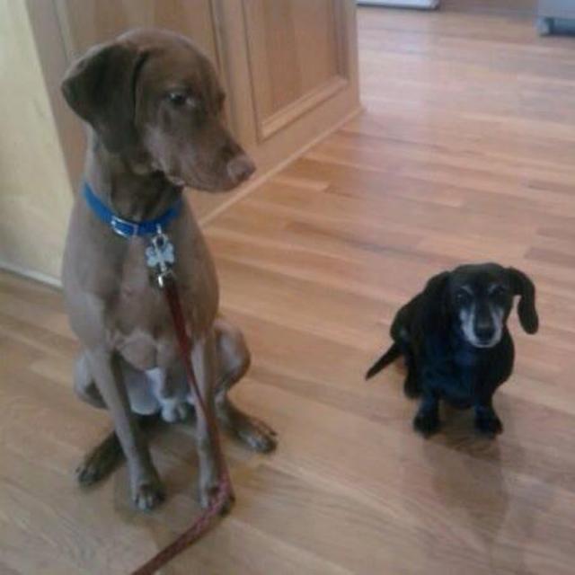 Future Doggo Pupper Fund