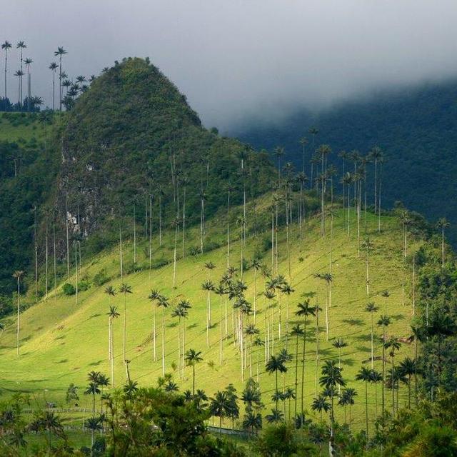 Horseback riding through Valle de Cocora