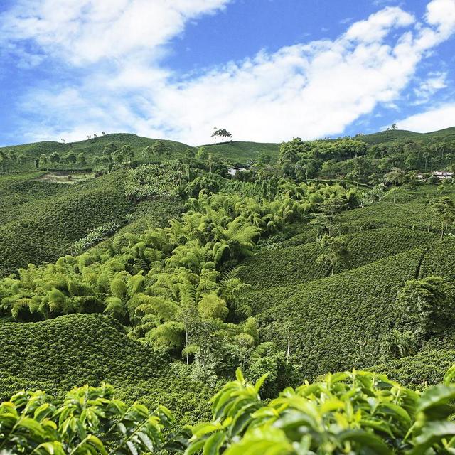 Coffee Tour & Tasting
