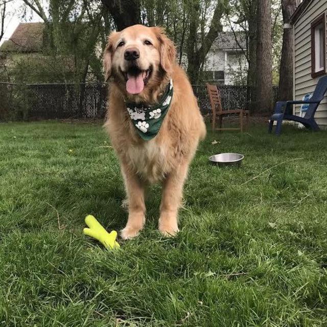Golden Retriever Fund