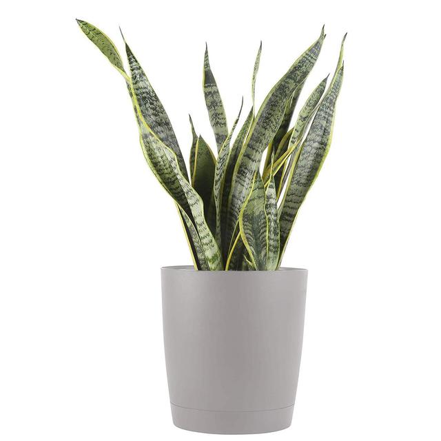 Costa Farms Premium Live Indoor Snake Sansevieria Floor in Décor Planter, 2 to 3-Feet Tall