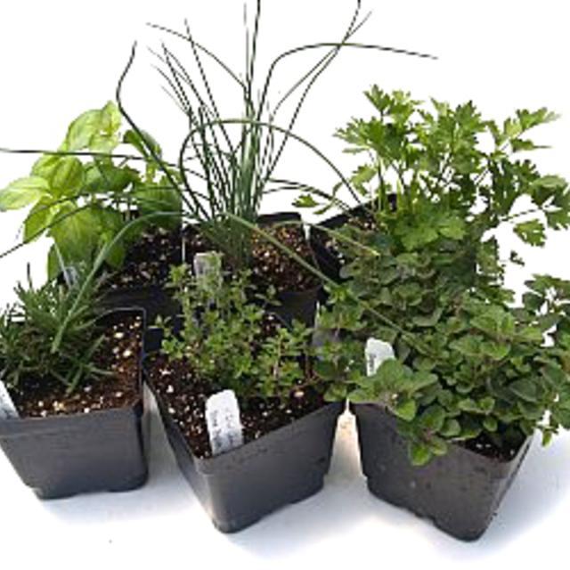 Culinary Herb combo 6 plants