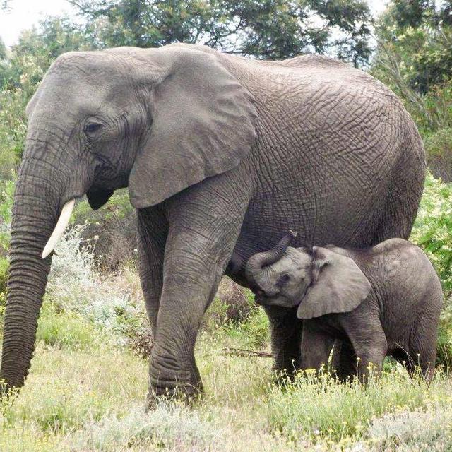 Visit to Elephant Sanctuary/Rescue Center