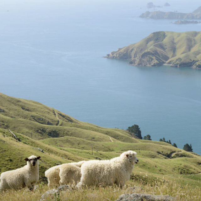 New Zealand Honeymoon Fund