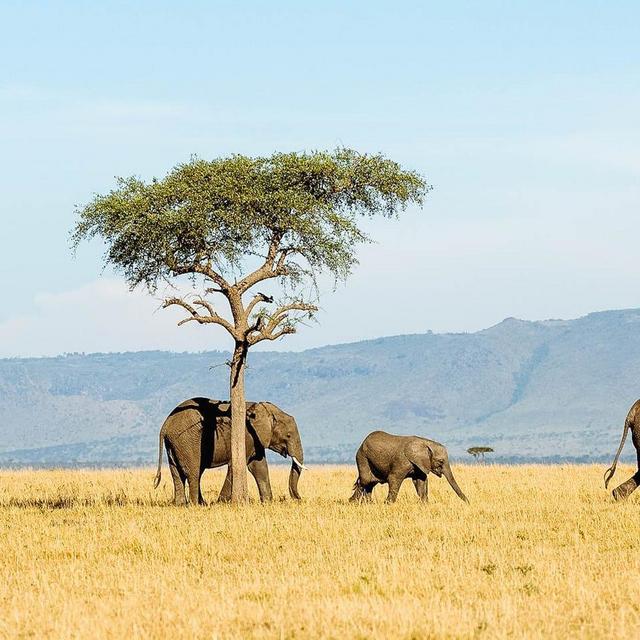 Contribution to Tanzania Safari