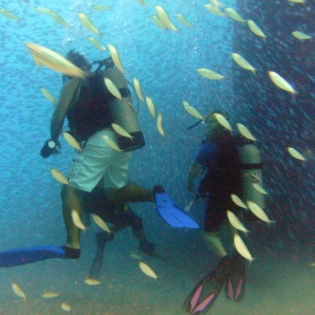 Scuba diving the Great Barrier Reef!