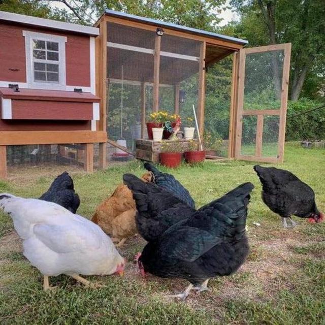 Our Chicken Coop Fund