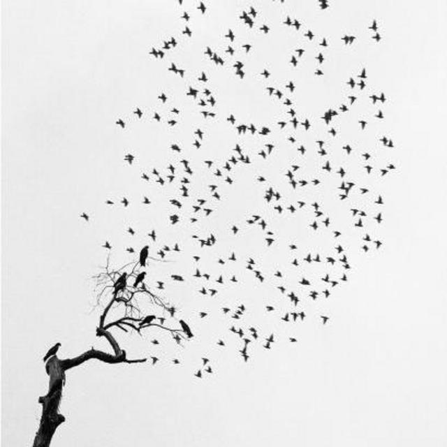Pentti Sammallahti - Flock of Birds, India 1999
