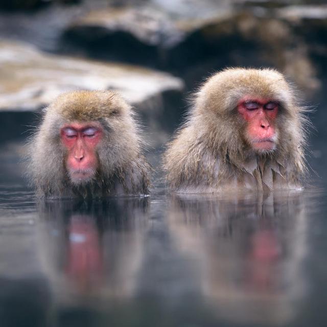 Onsen Zen Fund
