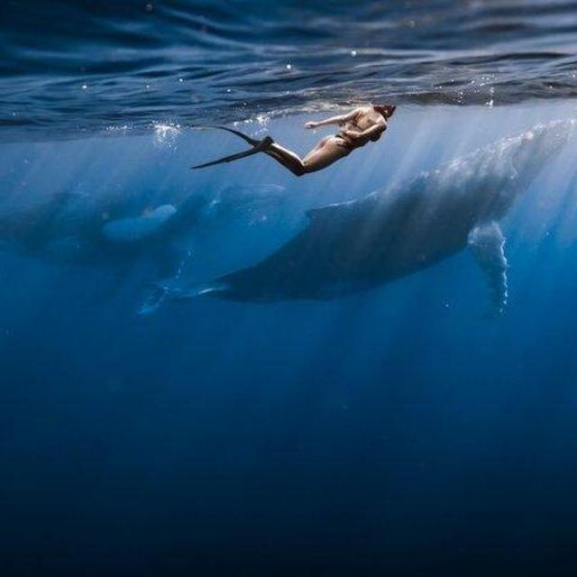 Swimming with whales and dolphins