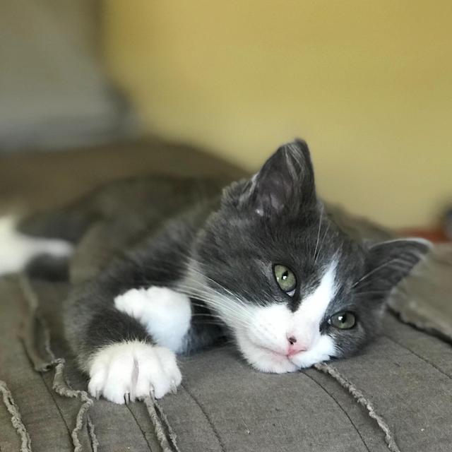 Our New Kitten Finn