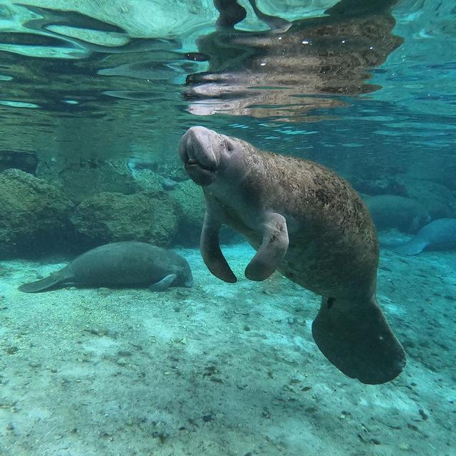 Sea Lion & Manatee Encounter in Cozumel, Mexico