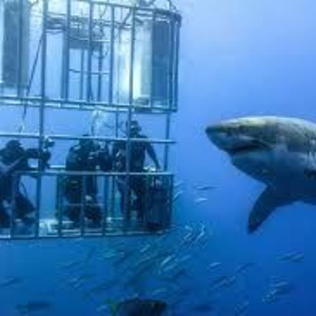 Shark Cage Diving