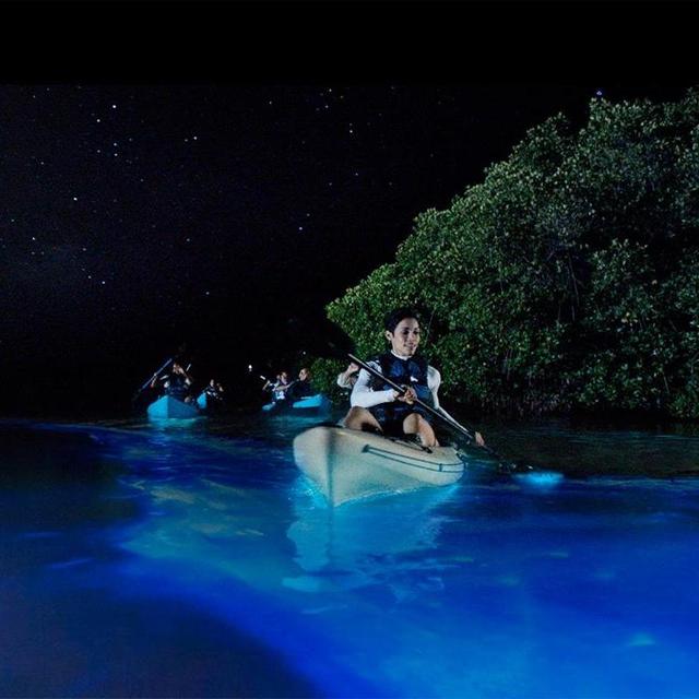Bioluminescent Kayaking Tour, Tomales Bay